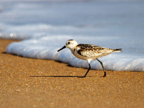 A small bird is walking along a sandy beach near the edge of the water, where gentle waves are reaching the shore.