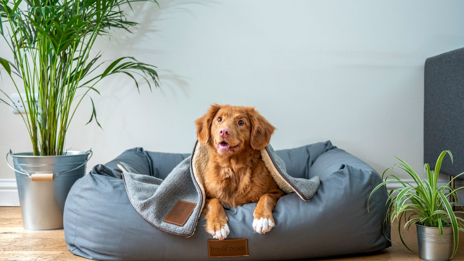 A cute brown dog sits on a blue bean bag with a blanket, indoors beside a plant and a small potted plant, cozy home vibe.