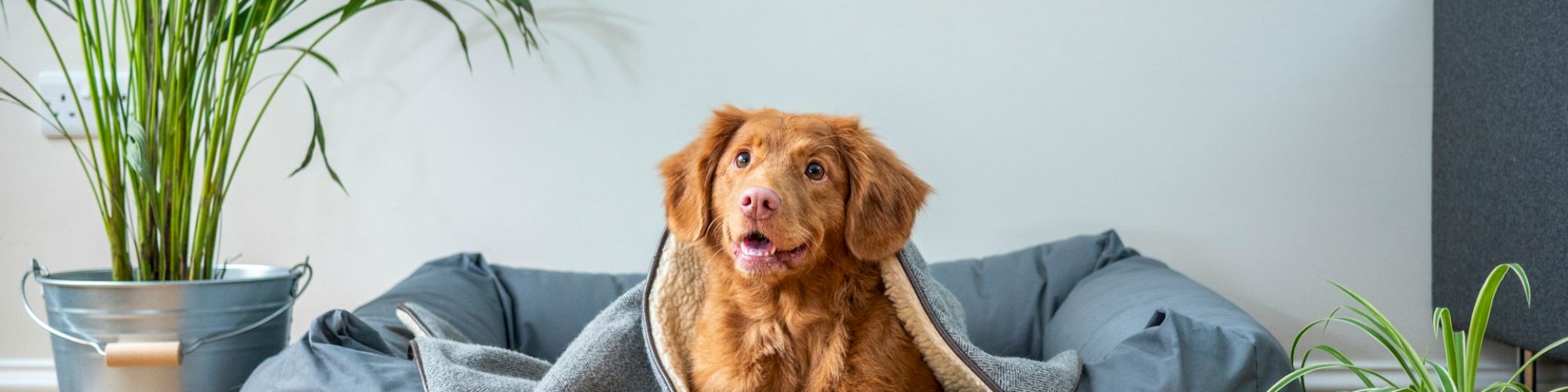 A cute brown dog sits on a blue bean bag with a blanket, indoors beside a plant and a small potted plant, cozy home vibe.